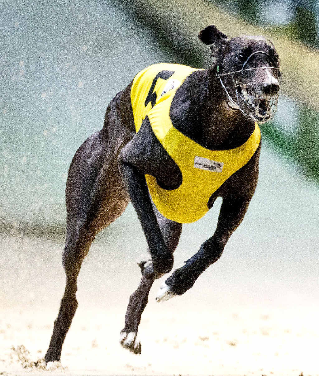 BACK ON TRACK: Punch One Out, pictured while breaking the Wentworth Park track record earlier this year. She is returning to Lismore tonight as she continues her return from injury. BACK ON TRACK: Punch One Out, pictured while breaking the Wentworth Park track record earlier this year. She is returning to Lismore tonight as she continues her return from injury.